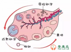 怎么才能培养优质卵泡