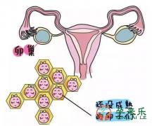如何判断卵子质量？