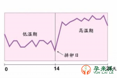 孕来乐告诉你：女人排卵时，身体有什么感觉