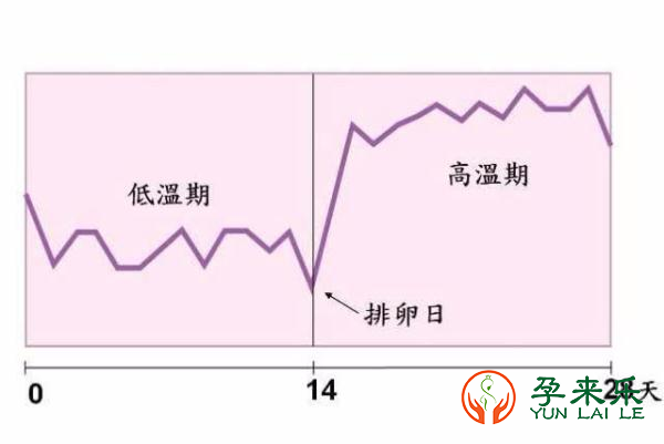 孕来乐告诉你：女人排卵时，身体有什么感觉