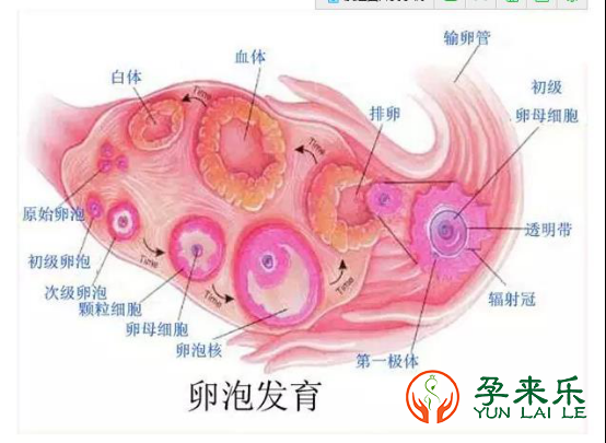 目前临床上常用的的卵巢储备功能评估的指标有哪几项？