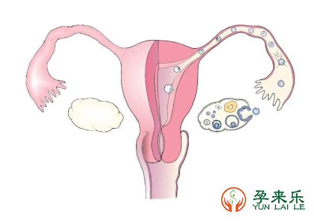 输卵管的作用是什么
