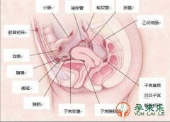 子宫腺肌症有哪些症状？子宫腺肌症能怀孕生孩