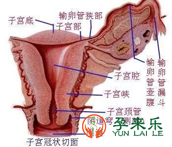 什么时子宫纵隔？纵隔子宫能怀孕吗？