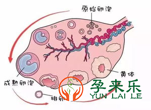 优质卵子有哪些特点？要注意那三大要素？