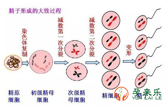 男性年龄大，对生孩子有什么影响？想要养好精子该怎么做？