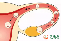输卵管堵塞能排卵吗？输卵管堵塞如何做试管婴