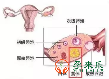 女性体内缺乏黄体酮，会有什么影响？常见的黄体素补充方式有哪几种?