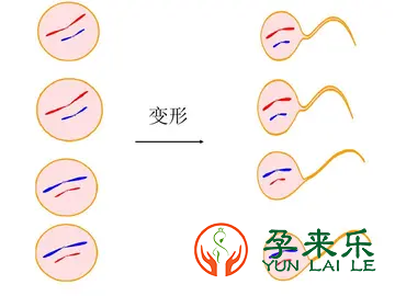 当今捐精志愿者为何合格低，哪些生活习惯因素影响精子质量？