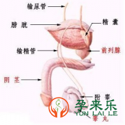 男性不育，是现代男性难以承受的痛