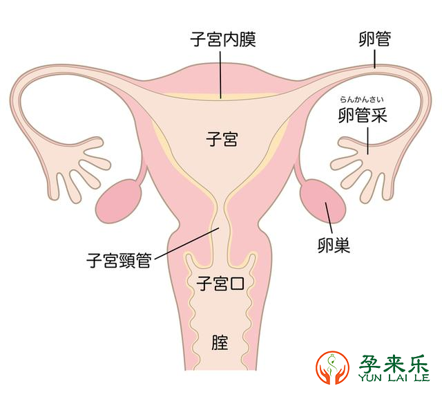 为什么会出现不明原因不孕？不明原因不孕是怎么回事？