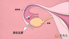 输卵管阻塞还是会排卵的吗？输卵管阻塞还能自