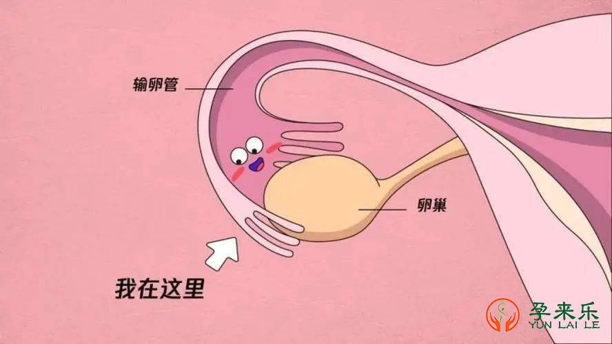 输卵管阻塞还是会排卵的吗？输卵管阻塞还能自然怀孕吗？