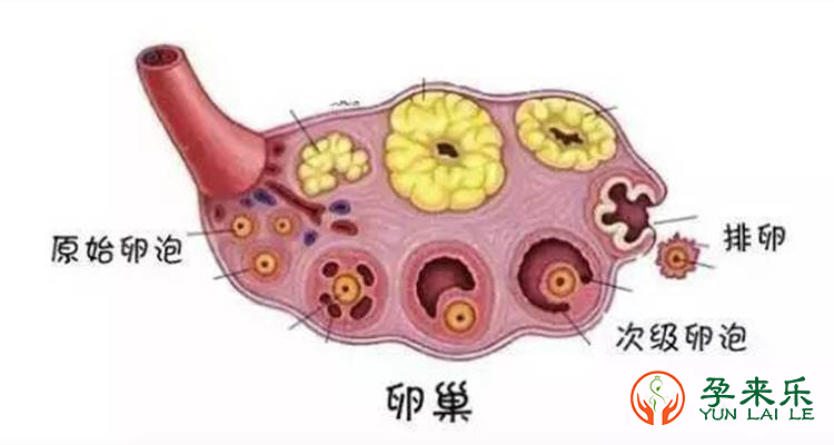 卵巢早衰还能做试管吗？卵巢早衰的女性试管婴儿成功率高吗？