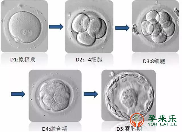 探索体外受精、胚胎培养之旅