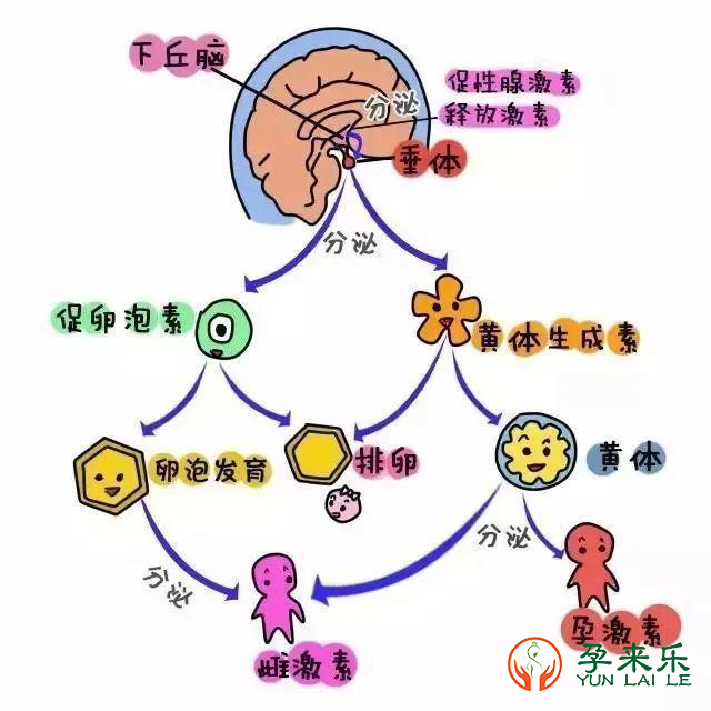 什么是激素六项？做试管婴儿前为什么要查激素六项？