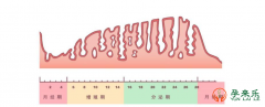 日常如何科学保养内膜？什么状态下的内膜适合