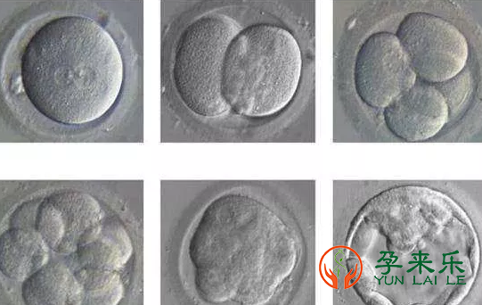 什么是鲜胚？什么囊胚？什么是冻胚？