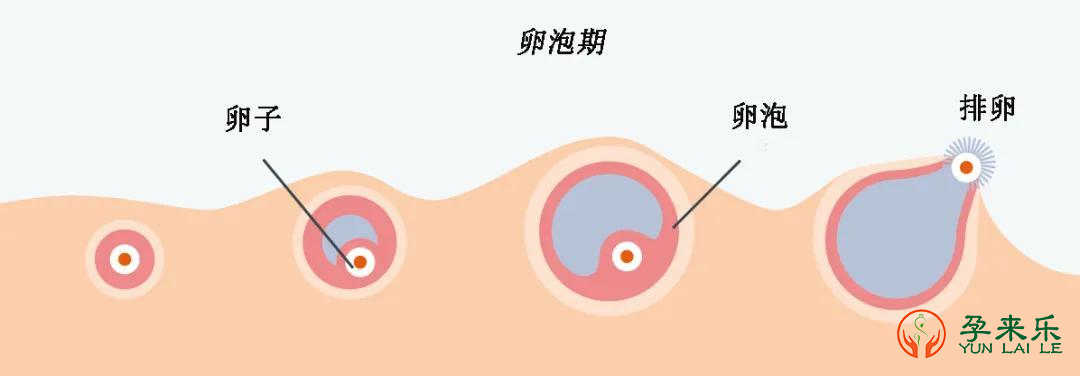 试管促排后取卵前雌二醇不高代表什么？