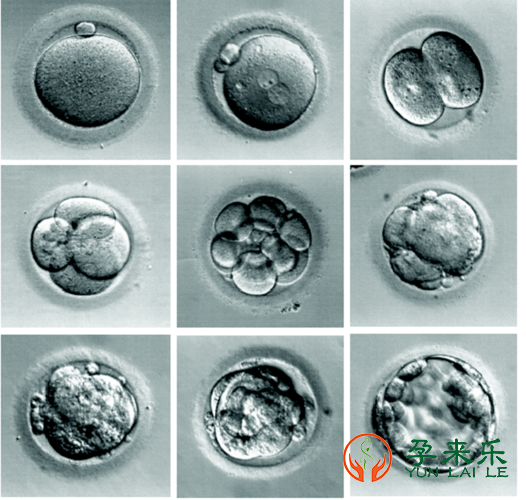 体外受精和早期胚胎培养是什么意思？有何区别？