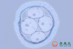什么是鲜胚？什么是冻胚？试管婴儿是冻胚还是鲜胚移植好？