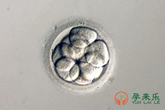 冻胚和鲜胚的区别？高龄适合移植冻胚还是鲜胚