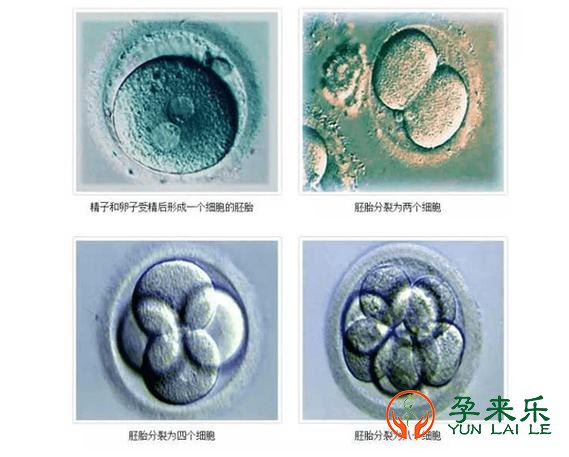 什么是鲜胚？什么是冻胚？什么是囊胚？哪一个成功率更高呢?