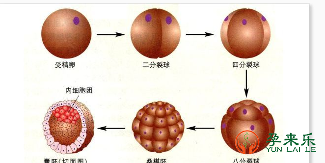 三代试管养囊的成功率?三代试管养囊的成功率受哪些因素影响？