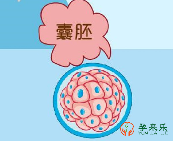 做试管婴儿“养囊” 好处是什么?哪些人群适合养囊呢？