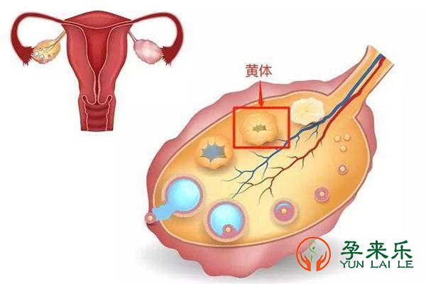 什么是女性不孕不育?女性不孕不育的原因有哪些？