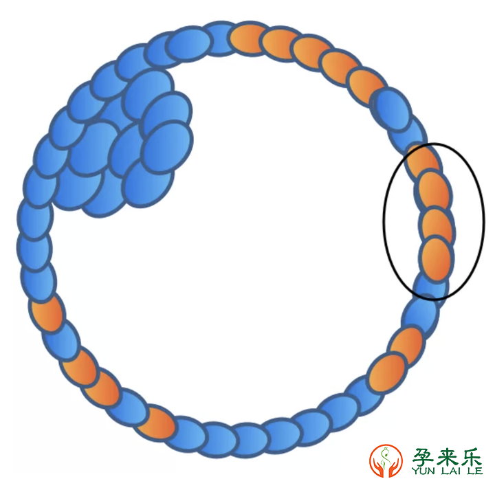 什么是嵌合体？嵌合体到底能不能移植？