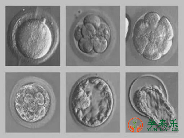 三代试管养囊要养几天?三代试管不同胚胎质量养囊的成功率大概是多少？