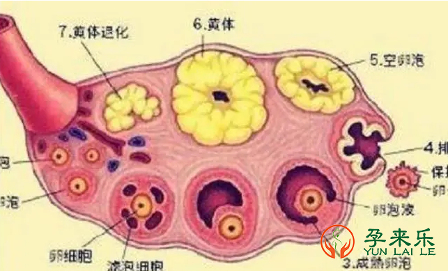 卵泡是如何发育的?哪些因素会引起卵泡发育障碍?