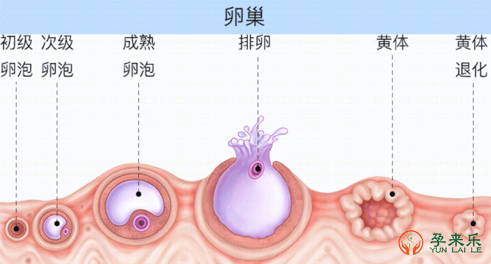 卵泡是如何发育的?哪些因素会引起卵泡发育障碍?