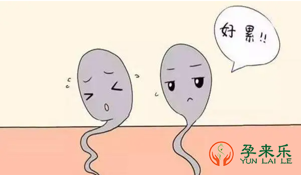 男性弱精吃什么食物对弱精子有帮助？