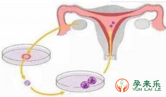 什么是三代试管婴儿？三代试管囊胚检测异常能不能移植？