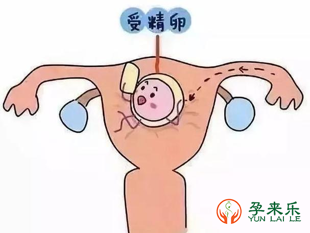 孕来乐告诉你：试管失败的原因有哪些？