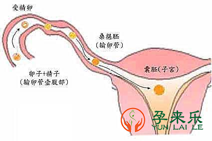 什么是输卵管堵塞？输卵管堵塞检查方法有哪些？