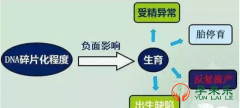 精子DNA碎片率对试管婴儿有影响?三代试管如何解决精子碎片率过高的问