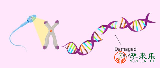 什么是精子DNA碎片？精子DNA碎片率高的原因是什么？