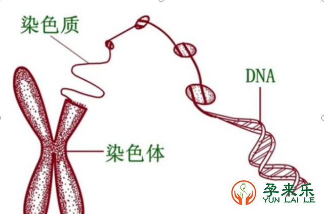 什么是精子DNA碎片？精子DNA碎片率高的原因是什么？