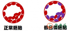 什么是嵌合体？三代试管嵌合体可以移植吗？