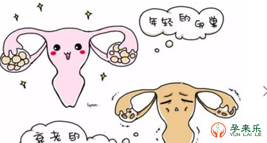 什么是卵巢早衰？卵巢早衰可以供L试管吗？